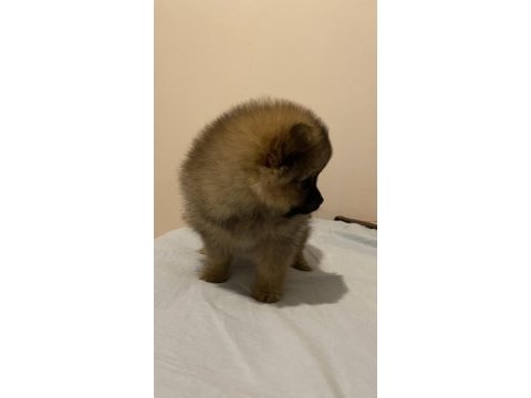 Pomeranian ayı surat yavrularımız