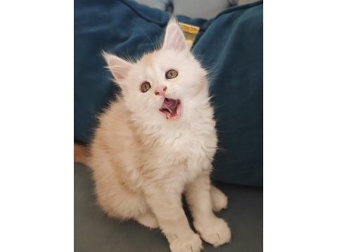 Şecereli maine coon yavrular alanya