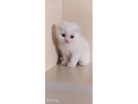 Scottish fold sağlıklı