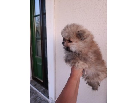 Pomeranian boo yavrular