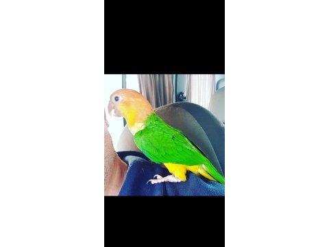 Caique kayık papağanı