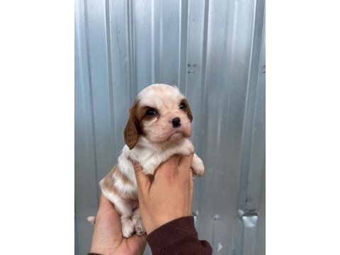 Irk garantili cavalier king charles