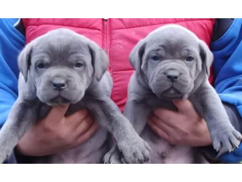 Cane corso yavruları mükemmel arayanlara