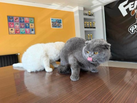 6 aylık scottish fold yavruları ücretsiz