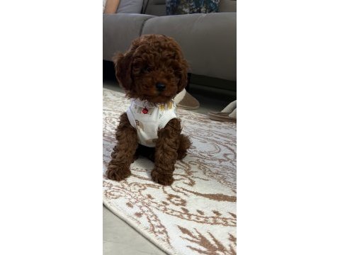 Minik yakışıklı poodle oğlumuz