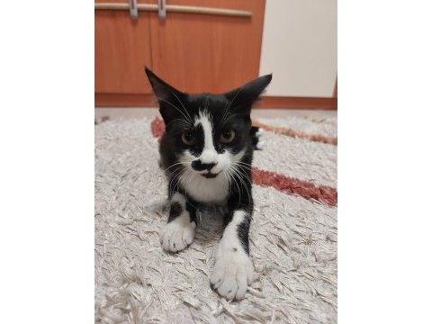 Kediye çok acil ömürlük yuva aranıyor