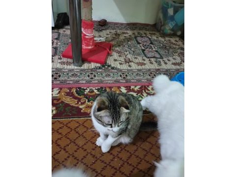 Kırık kulak scottish fold kedimiz