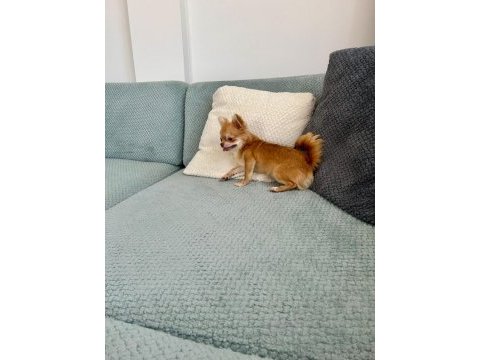 Melodi-bella şivava kardeşler
