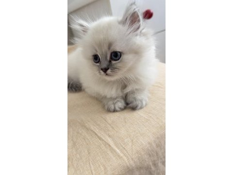 Evinizin yeni yıldızı british longhair