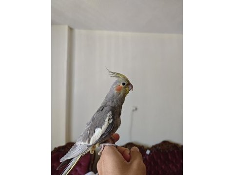 9 aylık erkek full el kuşu oynaktır ve şarkı ötüyor