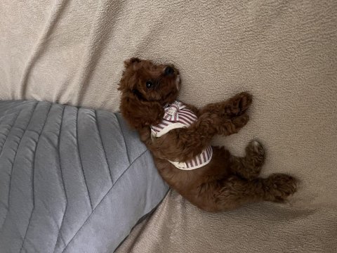 Cavapoo orijinal 2 aylık