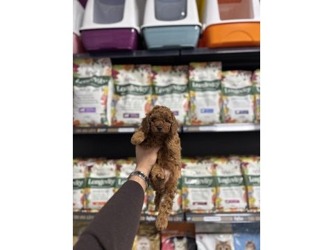 Toy poodle yavruları