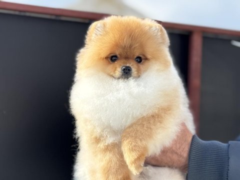 Petmode köpek çiftliğinden tea cup pomeranian boo