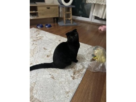 Çok akıllı temas bağımlısı scottish fold