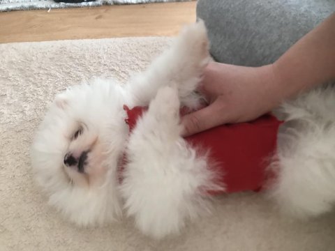 Pomeranian boo