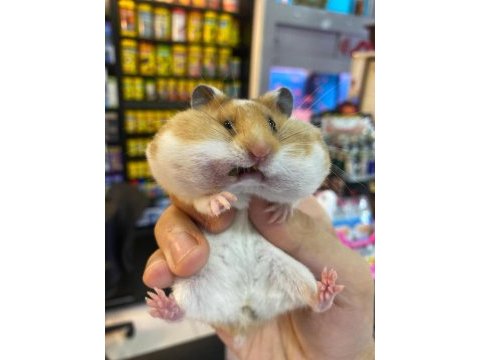 Ücretsiz malzeme karşılığı suriye hamsterları