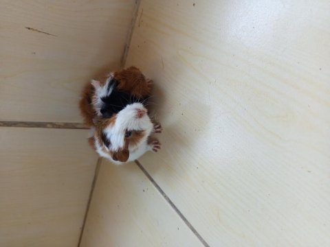 Yavru çift ginepig