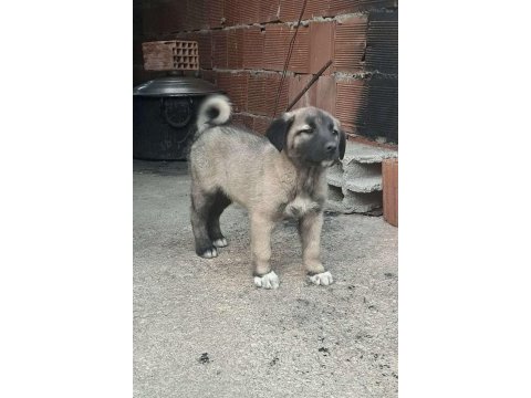 Kaliteli kangal yavruları