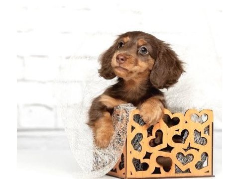 Nadir çikolata-tan! ipeksi kürk uzun tüylü dachshund