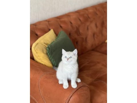 A kalite british shorthair yavrum