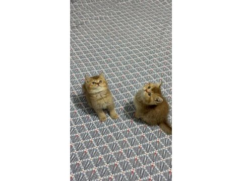 British shorthair yavrularımız