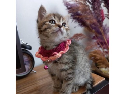 Golden black sağlıklı süper yavrular british shorthair