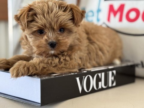 Çok özel tea cup morkie yavrumuz ziyarete açık