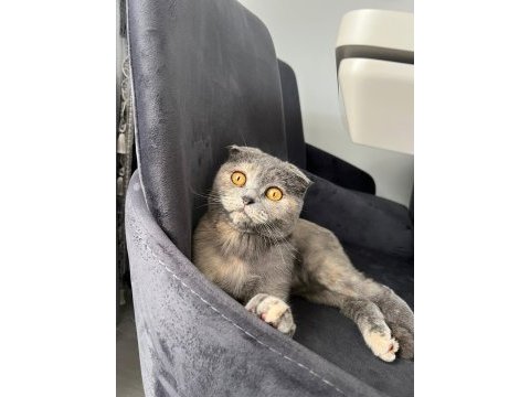 Scottish fold 1 yaşında