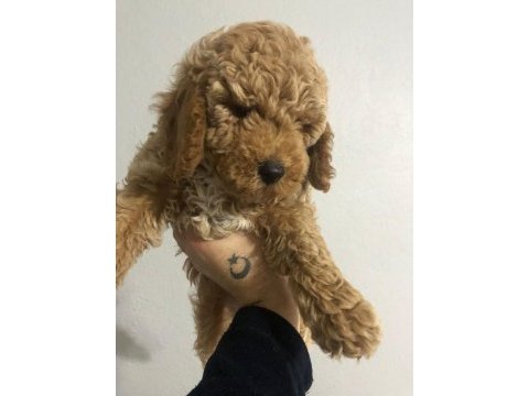 Poodle yavrumuz yeni yuvasını bekliyor