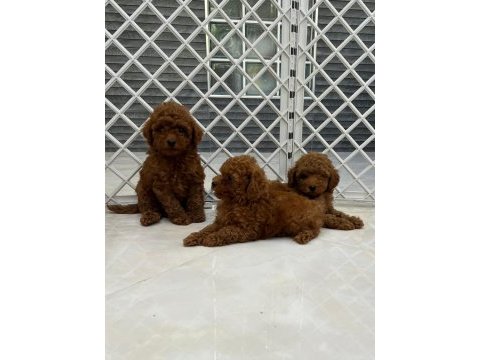 Bebek yüzlü poodle bebekler
