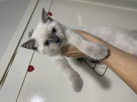 2 aylık british shorthair yavrular