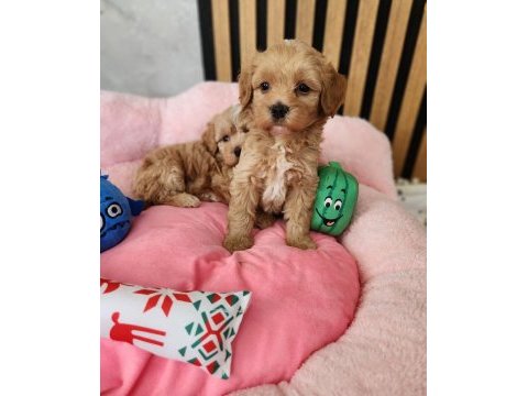 Maltipoo  yavrularımız 