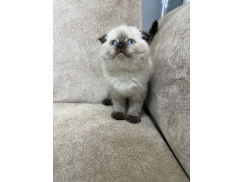 Show kalite çikolata point minik ayı kedimiz