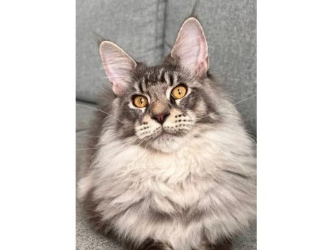 Sağlık ve ırk garantili minik maine coon devler