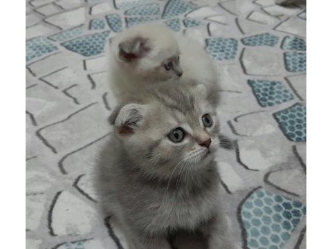 British shorthair