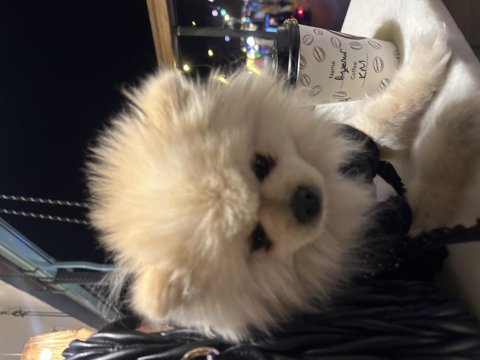 Pomeranian boo köpeği