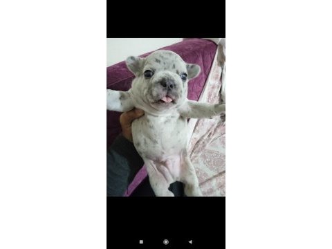French bulldog yavru 30 günlük dişi ve erkek