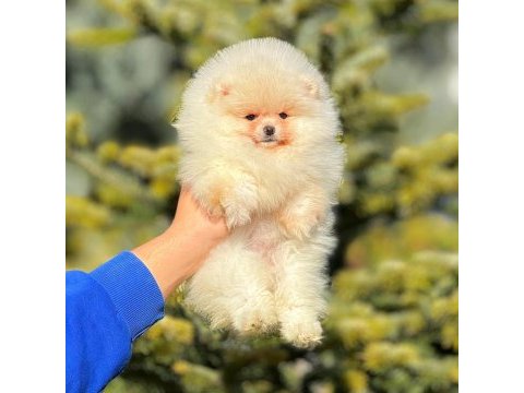 Un kurabiyesi pomeranian bebeklerimiz