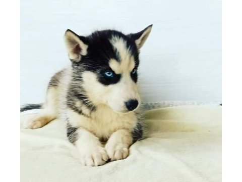 Husky yavrular dişi erkek