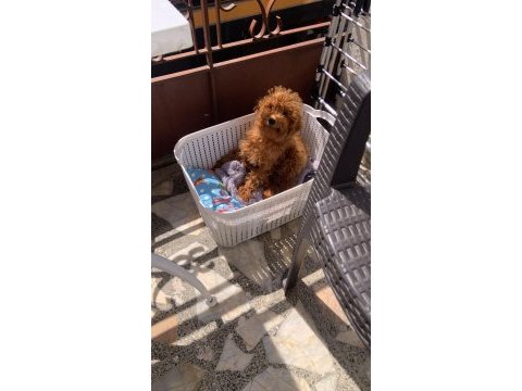 6 aylık dişi toy poodle