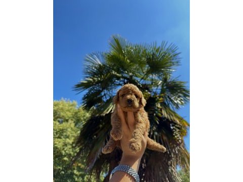 Red brown toy poodle yavrumuz yeni yuvasına hazır