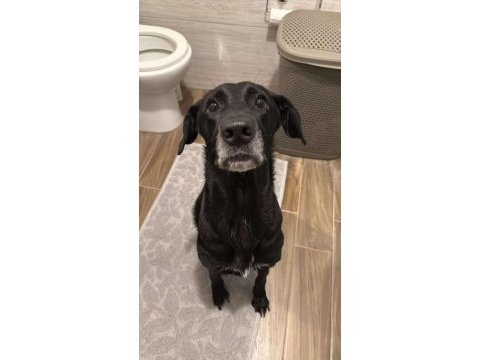 American labrador şila