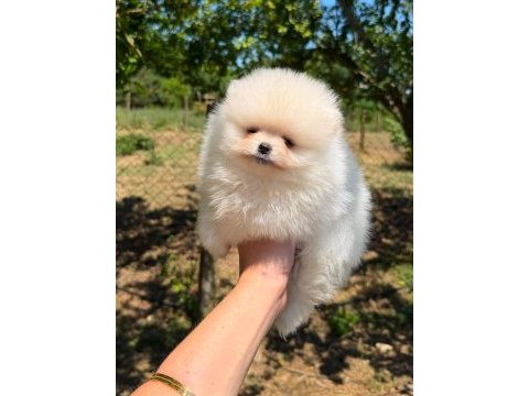 Sağlık ve ırk garantili pomeranian boo