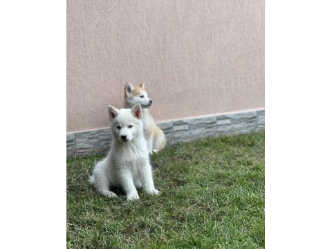 Safkan husky yavrularım