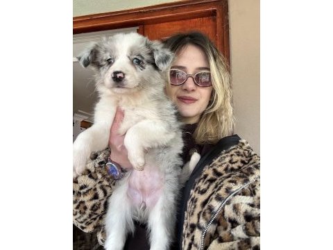 12 yıllık üreticiden border collie yavrular