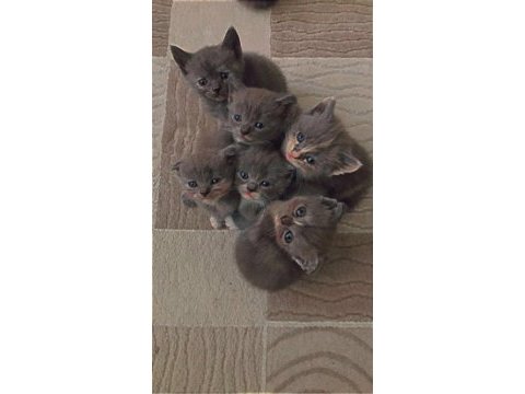 Scottish fold yavruları