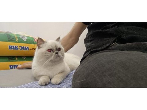 Exotic shorthair dişi kısır değil