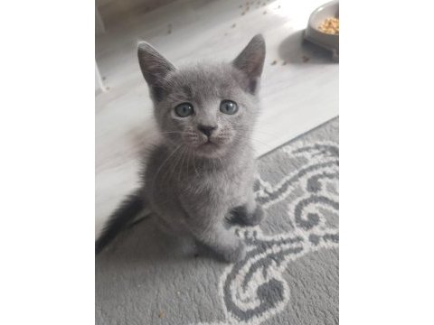 2 aylık dişi oyuncu ve akıllı british shorthair