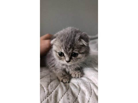 Silver scottish fold 3.5 aylık erkek