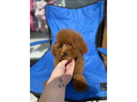 Red brown erkek toy poodle
